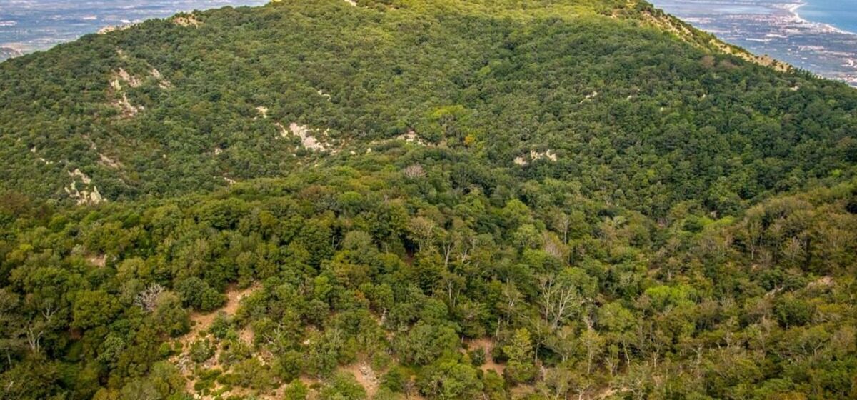 Forêt - « La Forêt Est Capable De Se Régénérer » : La Réserve Naturelle De La Forêt De La Massane Reverdit Après La Sécheresse