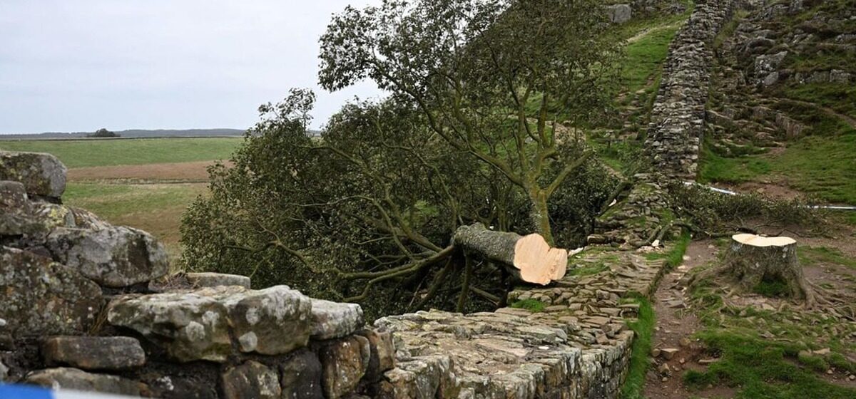 arbre - 4 ans de prison pour la destruction du plus célèbre arbre d'Angleterre