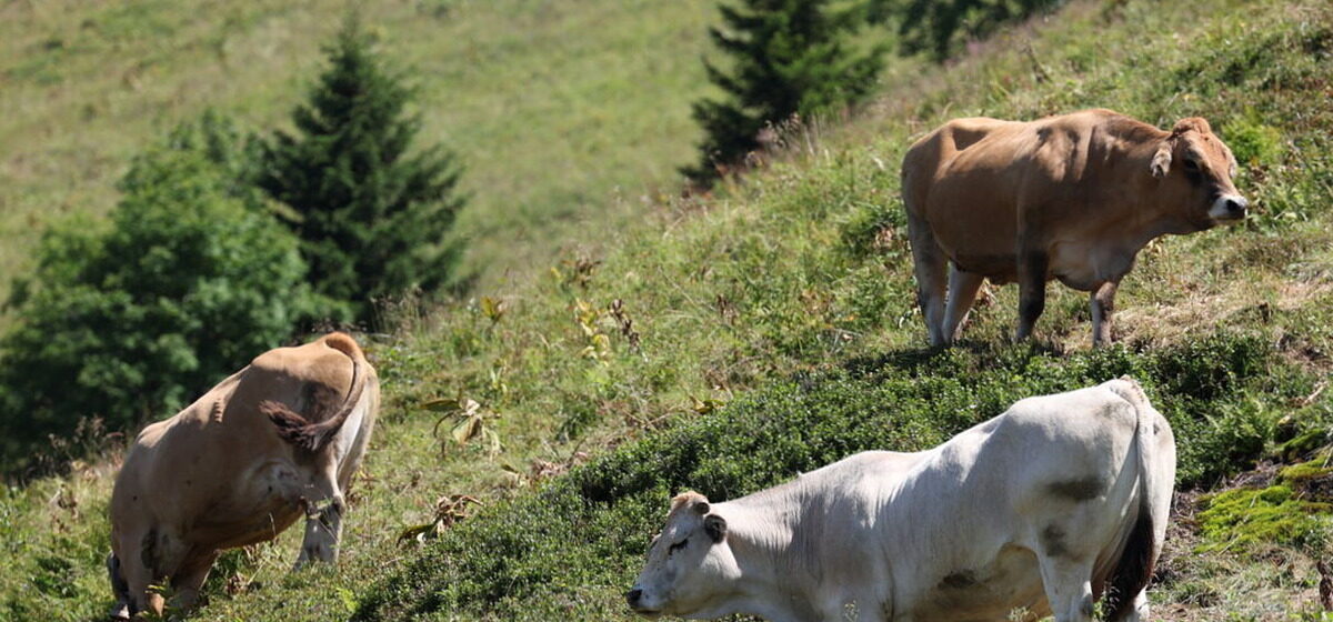 Bovin - Dermatose Nodulaire Contagieuse : Un Deuxième Foyer Identifié Dans Un Élevage Bovin En Savoie