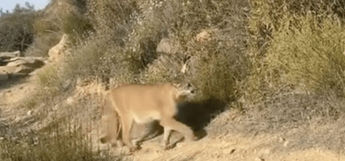 puma - Une randonneuse filme sa rencontre « incroyable et terrifiante » avec un puma qu'elle parvient à faire fuir