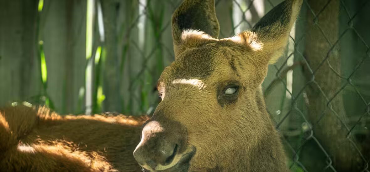 orignal - Le refuge pour la faune espère qu'un bébé orignal aveugle pourra trouver un foyer permanent au zoo de Toronto