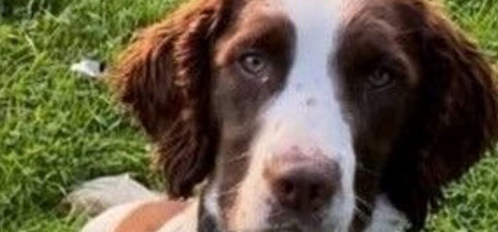 chien - Le chien qui a aidé la police lors des funérailles de la reine meurt dans un accident de voiture