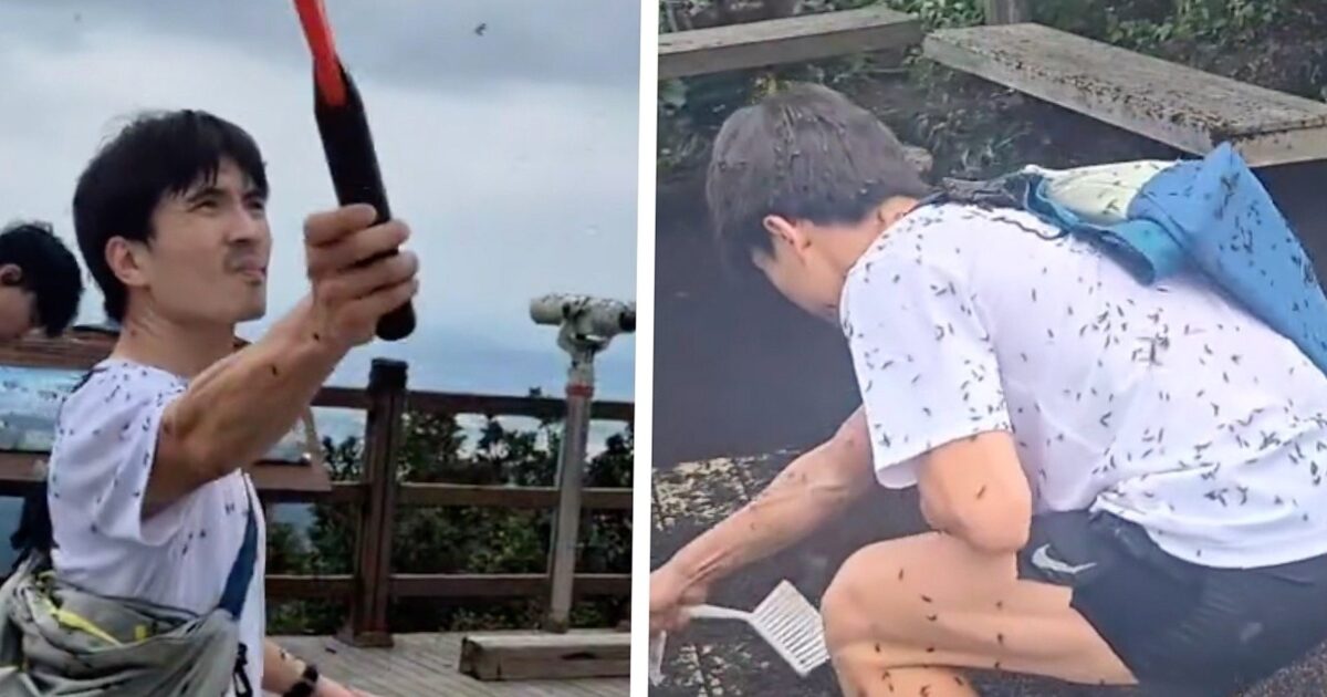 lovebugs - Des millions de 'lovebugs' envahissent les randonneurs en Corée du Sud