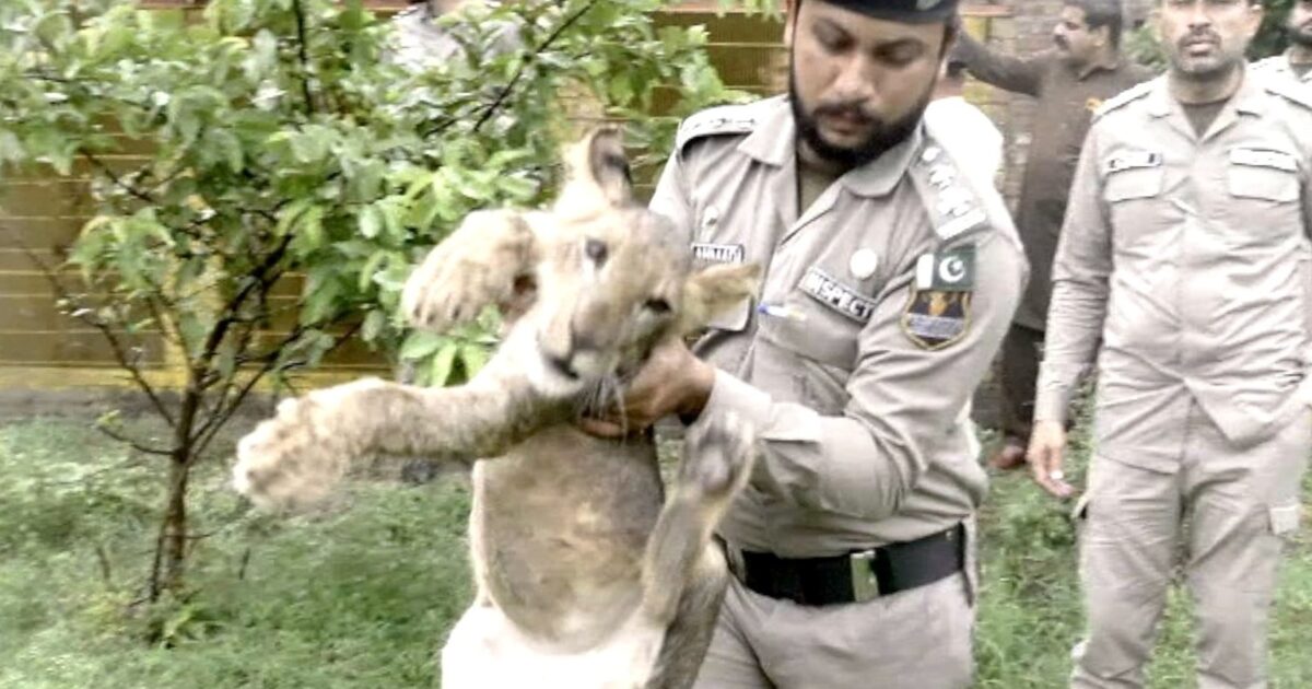 lion - Répression des grands félins illégaux au Pakistan après l'attaque d'un lion domestique