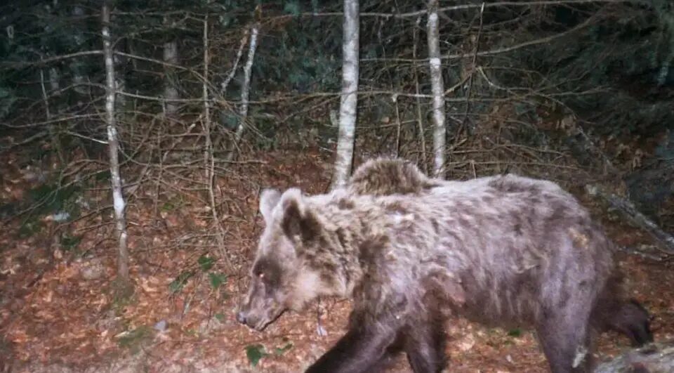 attaqué - À la recherche d'un jeune attaqué et traîné par un ours dans le nord du Japon