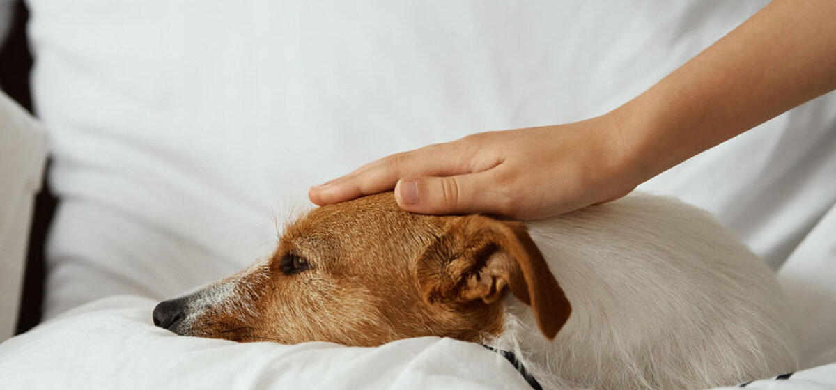 chienne - « Tu ne partiras pas avec la chienne » : L’animal, un moyen d’emprise sur les victimes de violences conjugales