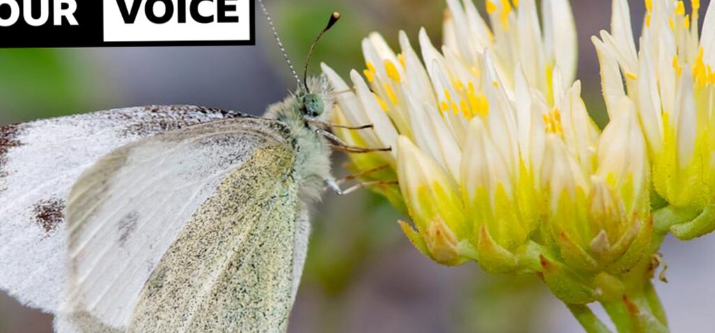 papillon - Un papillon du sud de l'Europe aperçu au Royaume-Uni pour la première fois