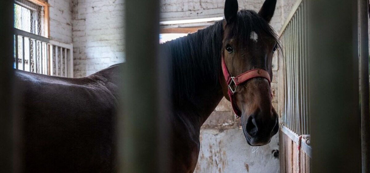 chevaux - Mutilations de chevaux en Normandie : Ce que l'on sait sur le suspect qui affirme avoir « obéi à des pulsions »