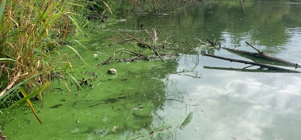 chien - « Un chien peut mourir en une heure » : Attention aux cyanobactéries toxiques dans les plans d'eau