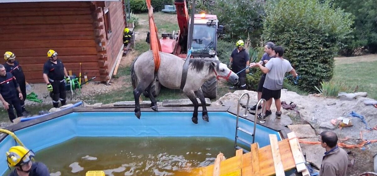 poulain - Haute-Loire : Une jument et un poulain tombés dans une piscine privée sauvés par les pompiers