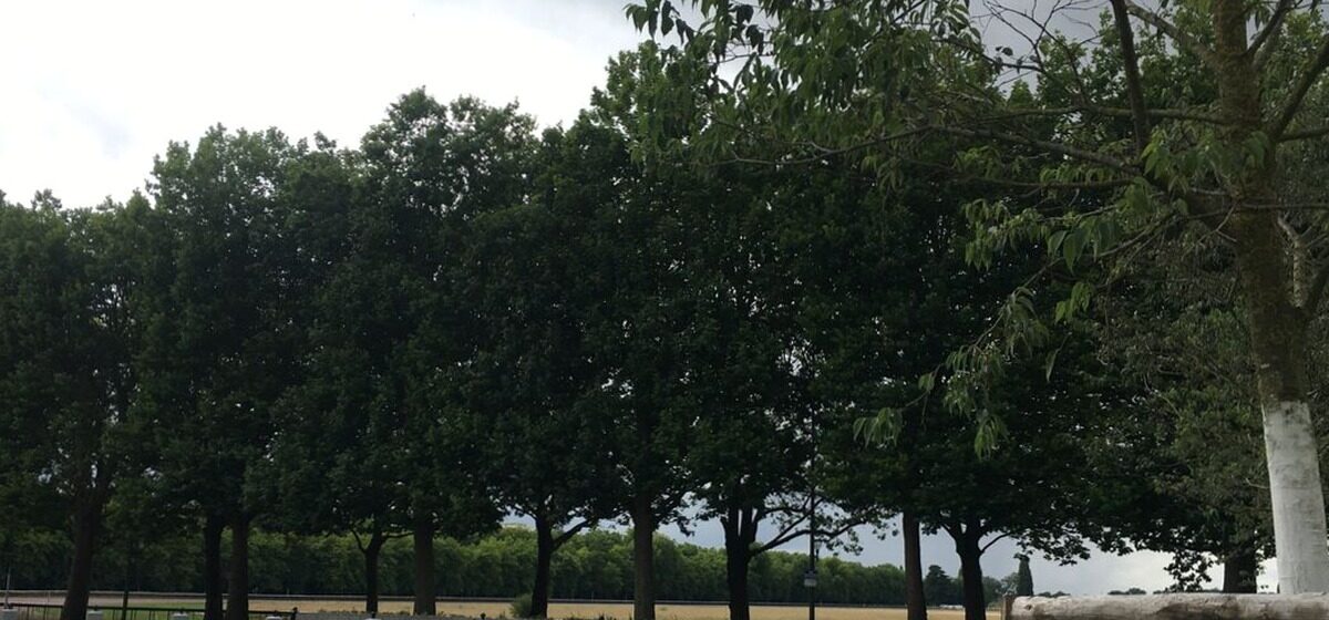 agglomération - « Il y aurait des hectares à déboiser » : L'agglomération de Caen explore des solutions pour atténuer ses îlots de chaleur