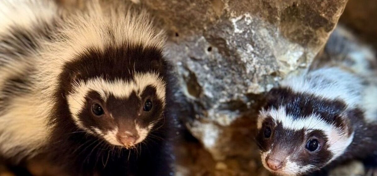 Bébés - Naissance Exceptionnelle de Bébés Zorilles au Parc Zoologique Biotropica, Dans L'Eure