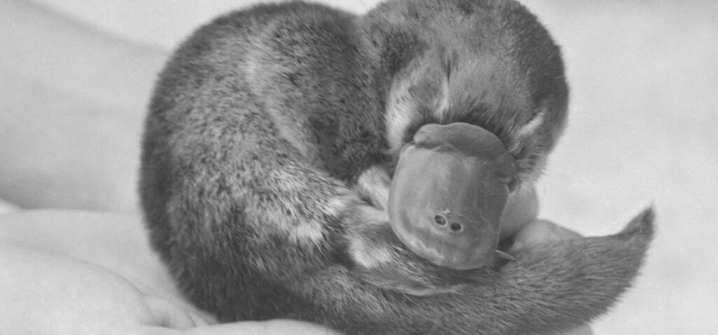 ornithorynque - Le mystère du ornithorynque mort de Winston Churchill enfin résolu