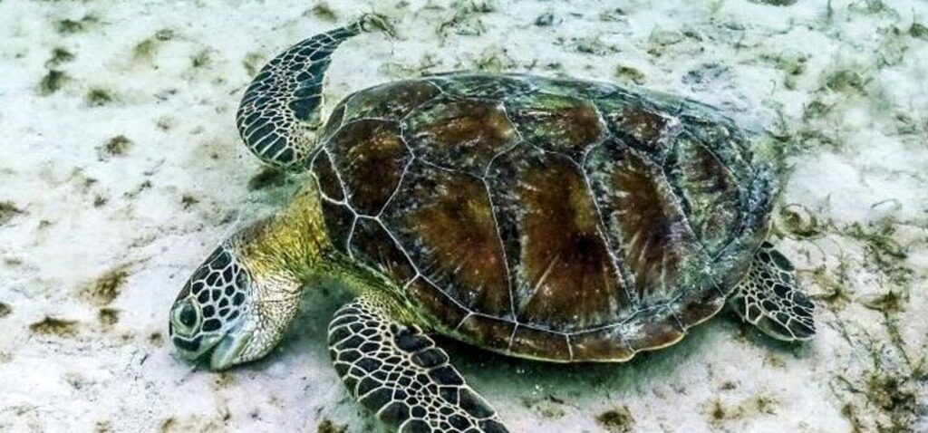 Corail - La Grande Barrière de Corail Subit Sa Pire Décline de Corail Jamais Enregistré