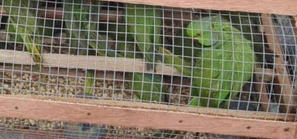 oiseaux - La Nigéria saisit 1 600 oiseaux lors de la plus grande saisie de trafic d'animaux sauvages