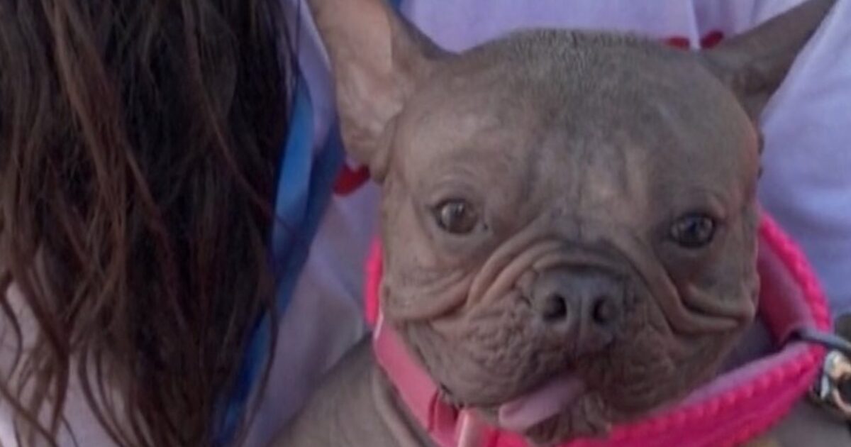 chien - Regardez : le 'chien le plus moche du monde' couronné en Californie