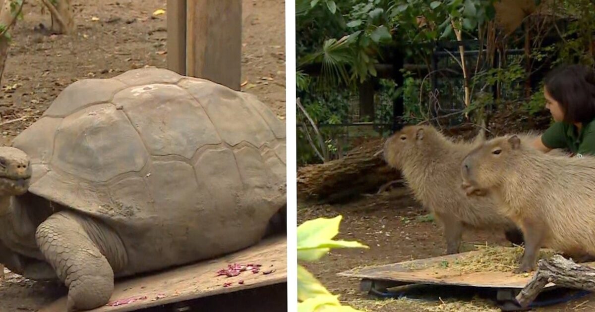 pesée - Le jour de pesée des capybaras et des tortues du zoo de Londres