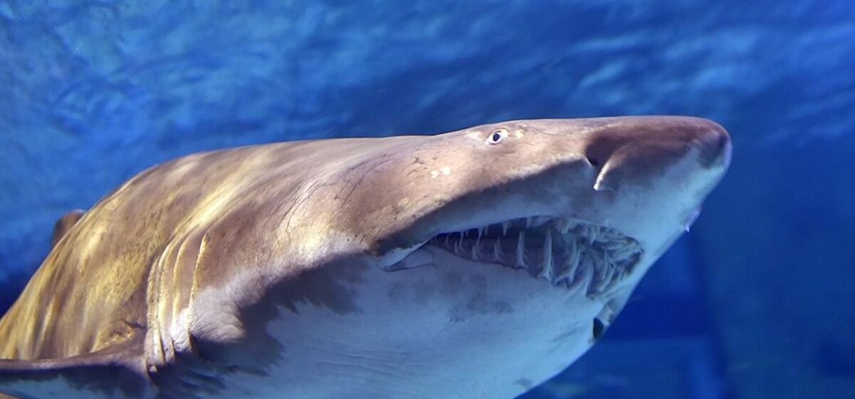 Requin - « On Pensait Que C’était Une Raie » : Une Fillette de 8 Ans Attaquée par un Requin au Bord de l’Eau