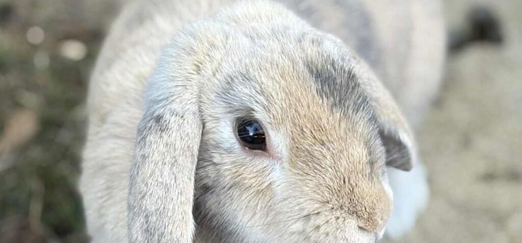 coût - Le coût des factures vétérinaires prive les propriétaires d'animaux de sommeil