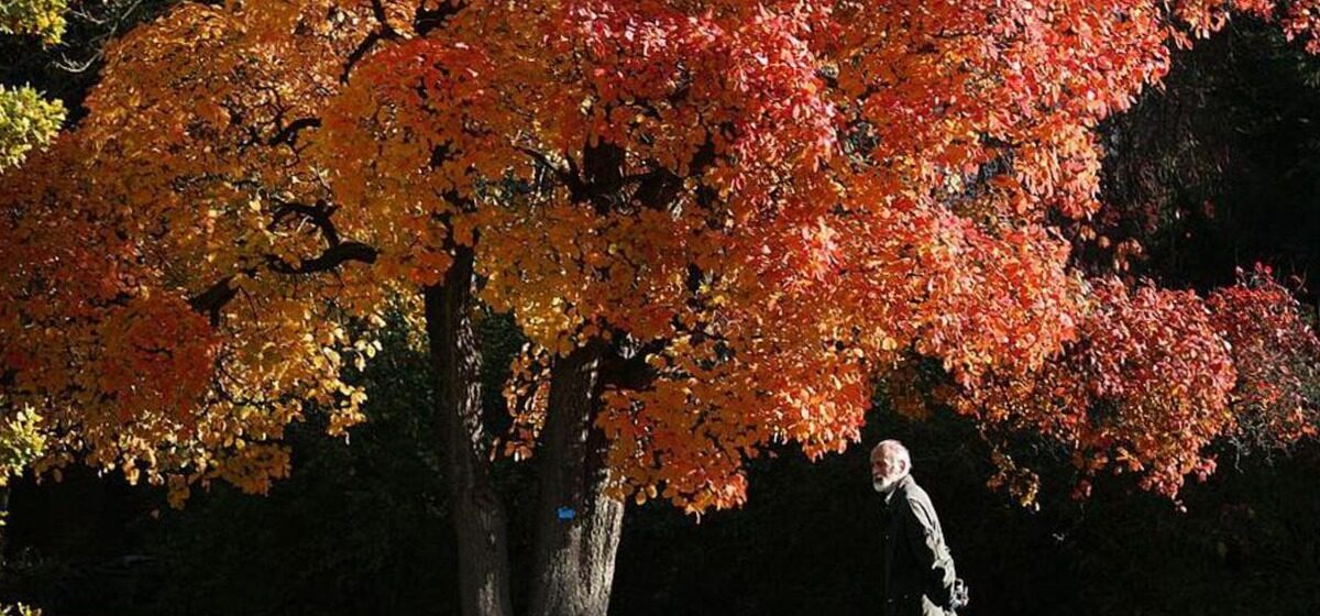Automne - Des Feuilles d'Automne Spectaculaires Attendues Après un Été Chaud au Royaume-Uni