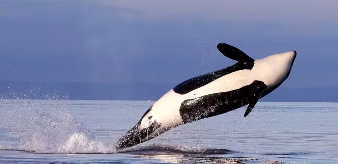 orque - Une autre orque femelle en danger découverte en train de pousser un veau mort à travers le Salish Sea