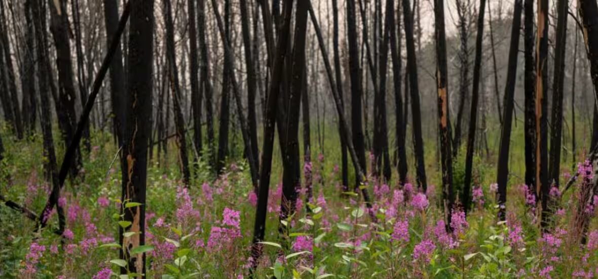 incendies - Les dégâts causés par les incendies de forêt menacent une nouvelle saison touristique au Canada