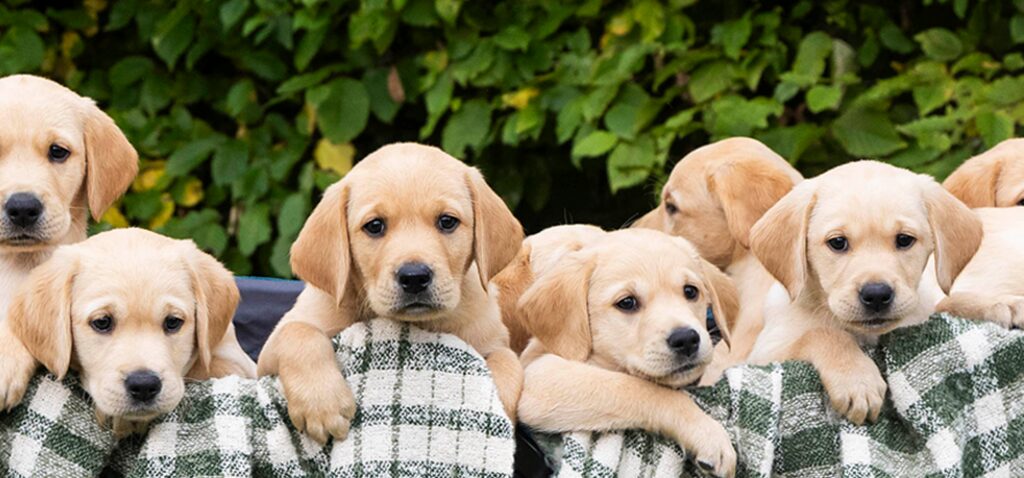chiens - La fondation des chiens guides accueille la plus grande portée depuis des années