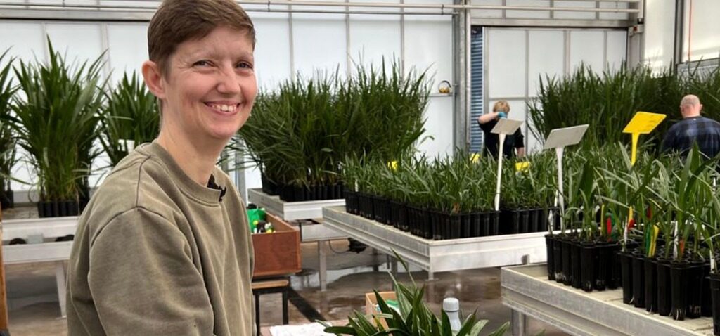 dattes - Les producteurs de dattes espèrent verdir le désert avec l'ouverture d'un nouveau laboratoire