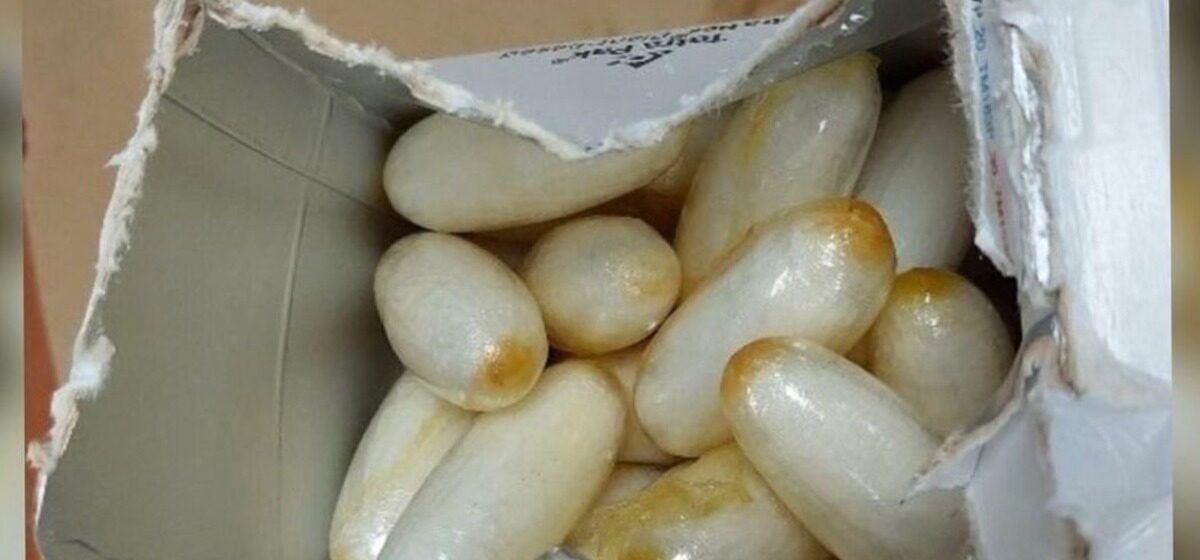 cocaïne - Un Français de 19 ans arrêté à Saint-Domingue pour avoir ingéré 141 sachets de cocaïne : Pourquoi ce trafic de drogue a-t-il été découvert ?