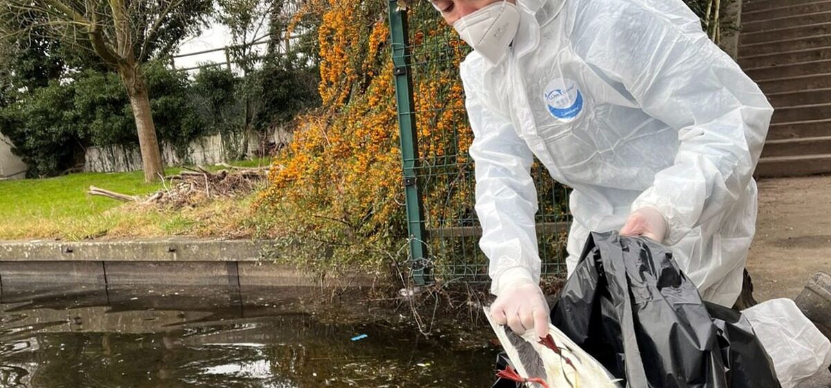 grippe - Grippe aviaire : « Ne ramassez pas d'oiseaux morts », met en garde Allain Bougrain-Dubourg