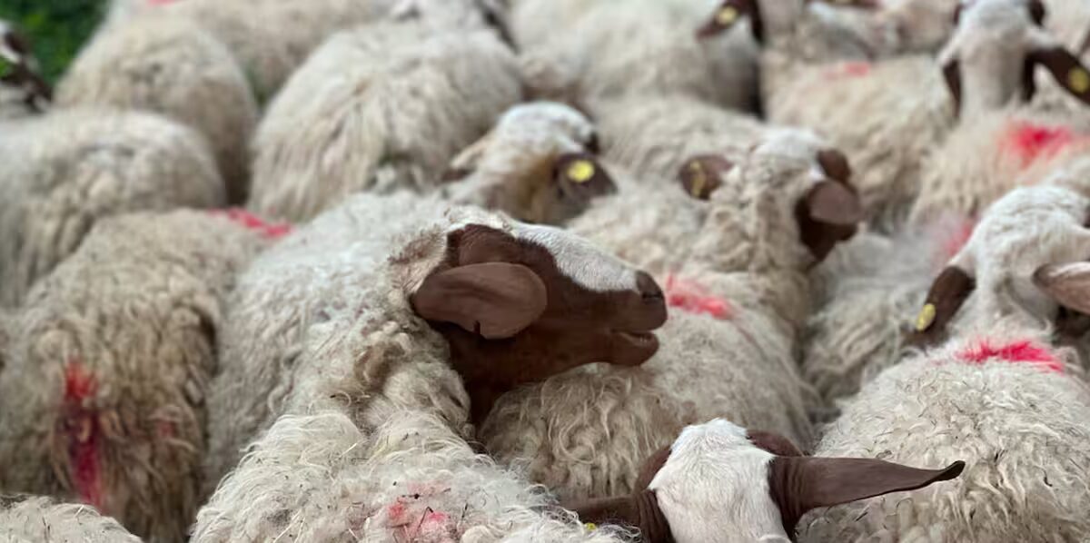 laine - Ces producteurs de laine visent à revitaliser la valeur de cette fibre naturelle en Europe