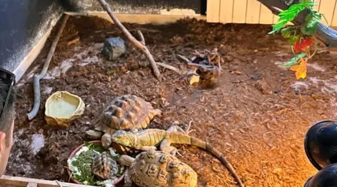 Animaux - La Guardia Civil Saisit 472 Animaux Exotiques Protégés Dans Un Faux Refuge À Ávila