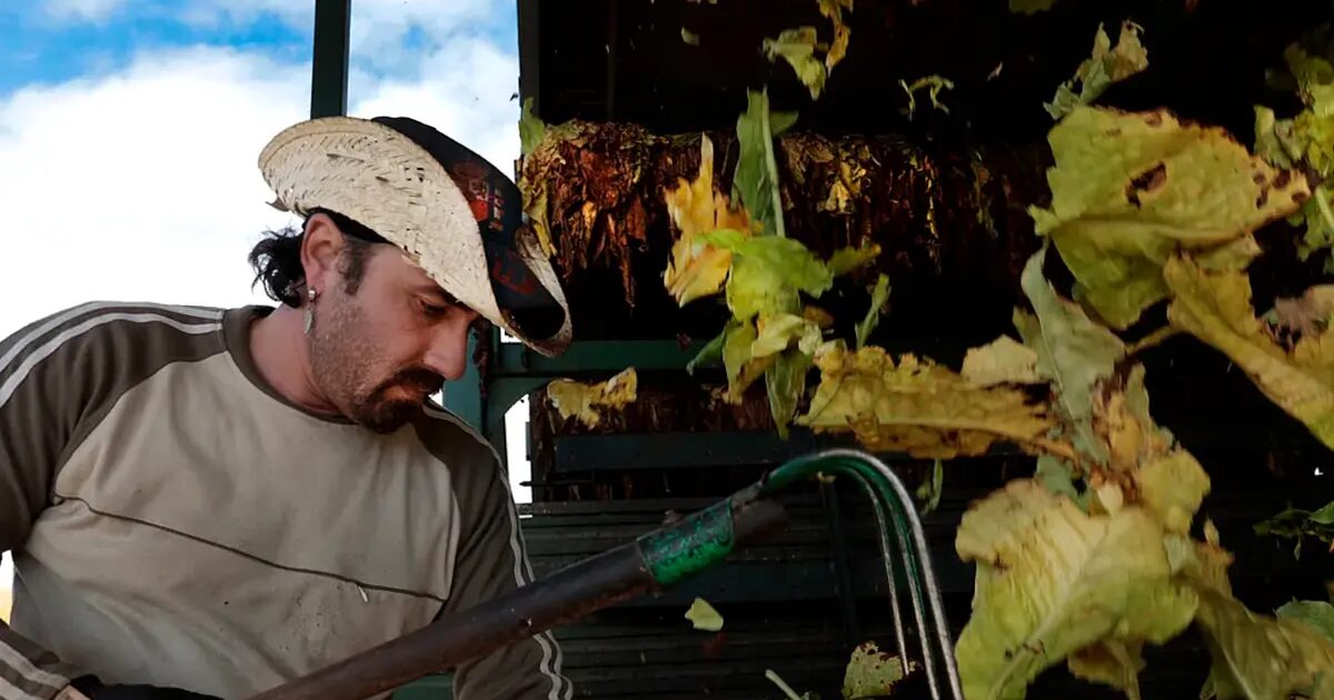tabac - Voici comment se vit en Extremadura la fin de la culture du tabac : "Il n'y a pas d'alternatives"