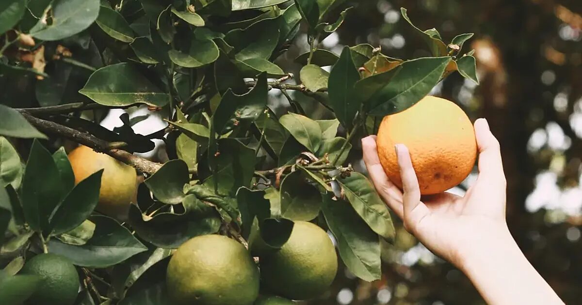propriétaire - Mon propriétaire peut-il récolter les fruits des arbres de mon jardin ? Voici ce que dit la loi sur les baux urbains à ce sujet.
