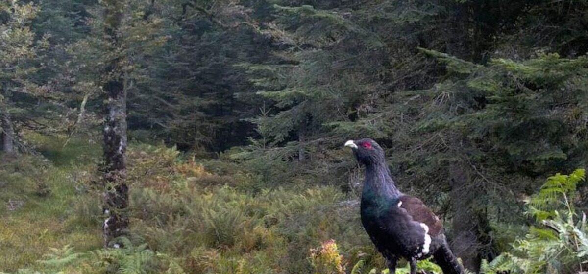 Tétras - La réintroduction du Grand Tétras dans les Vosges : un fiasco en cours ?