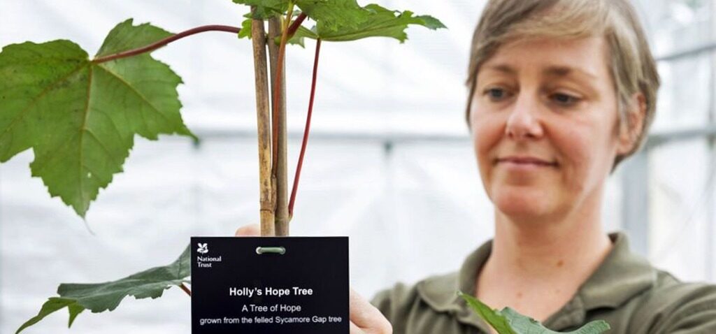 Sycamore - Premiers "descendants" de l'arbre de Sycamore Gap à planter