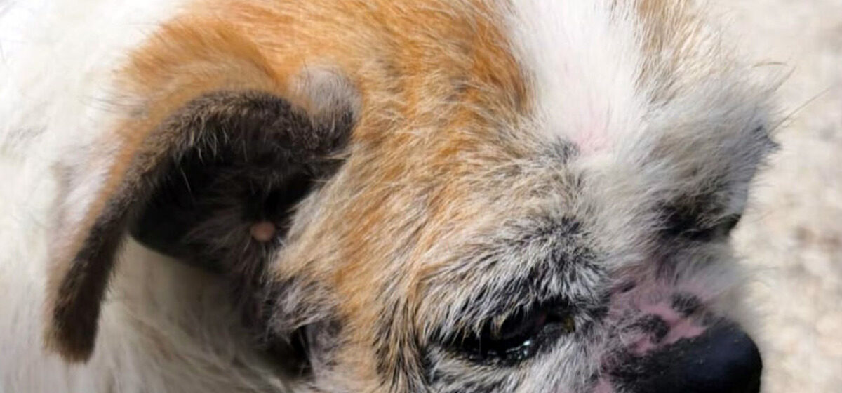 chien - « Mabrouk était à l'article de la mort » : 2 000 euros d'amende pour une femme maltraitant son chien