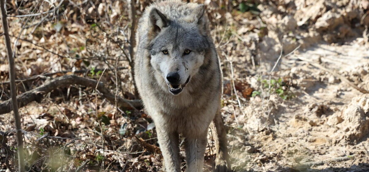 loup - « C'est un animal craintif, il fera tout pour vous éviter » : que faire si l'on croise un loup ?