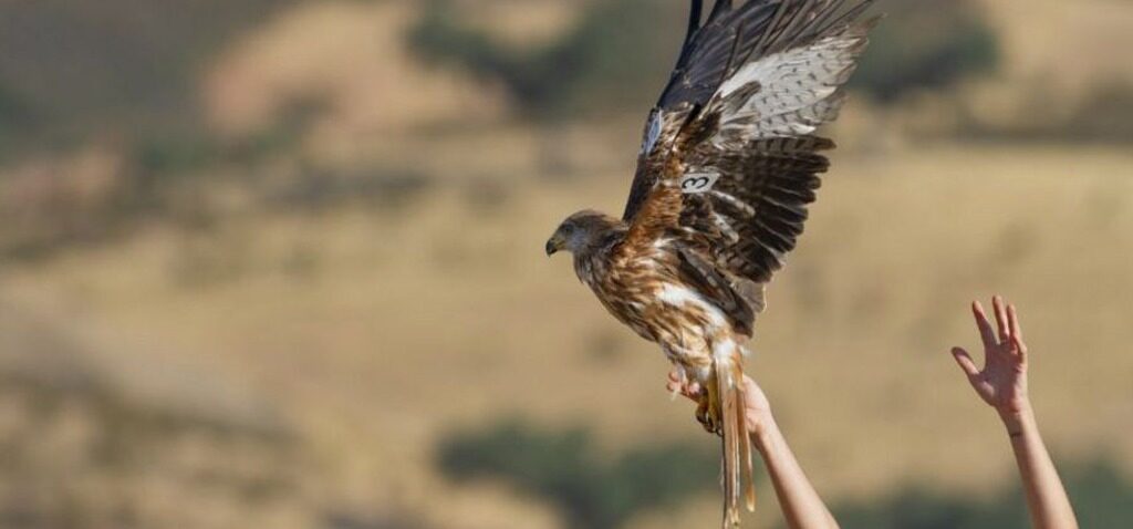 Milan - De Retour du Bord du Gouffre : Les Milan Royaux Britanniques Aident leurs Cousins Espagnols