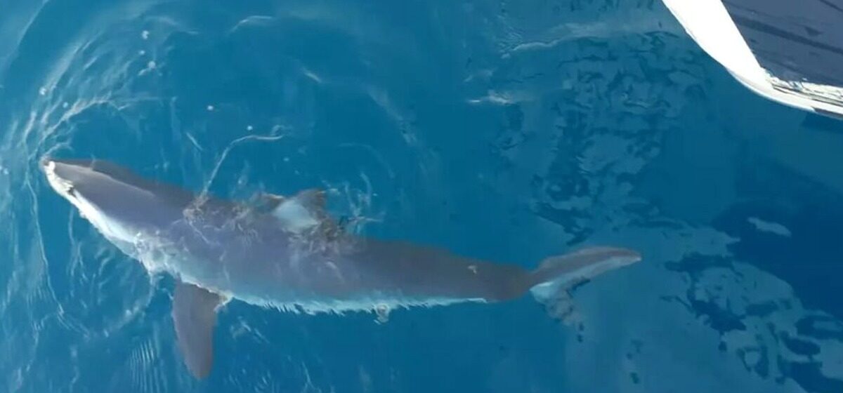 ailerons - Vertus aphrodisiaques, vieillissement… Plus de six tonnes d'ailerons d'une valeur de 8 millions de dollars saisies au Pérou