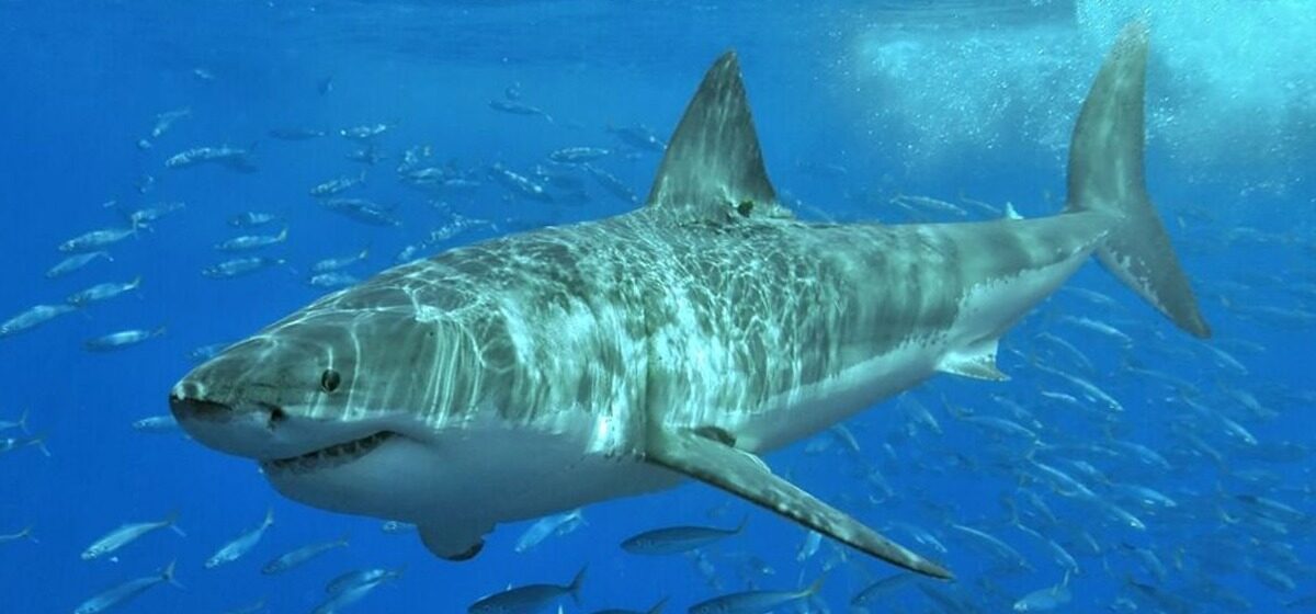 requins - Commerce de requins et raies : des mesures internationales renforcent la protection de plus de 70 espèces