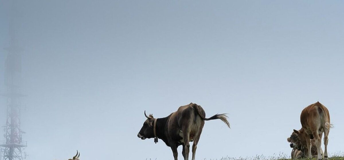 dermatose - Menaces de mort contre le préfet : la dermatose bovine enflamme les Pyrénées-Orientales