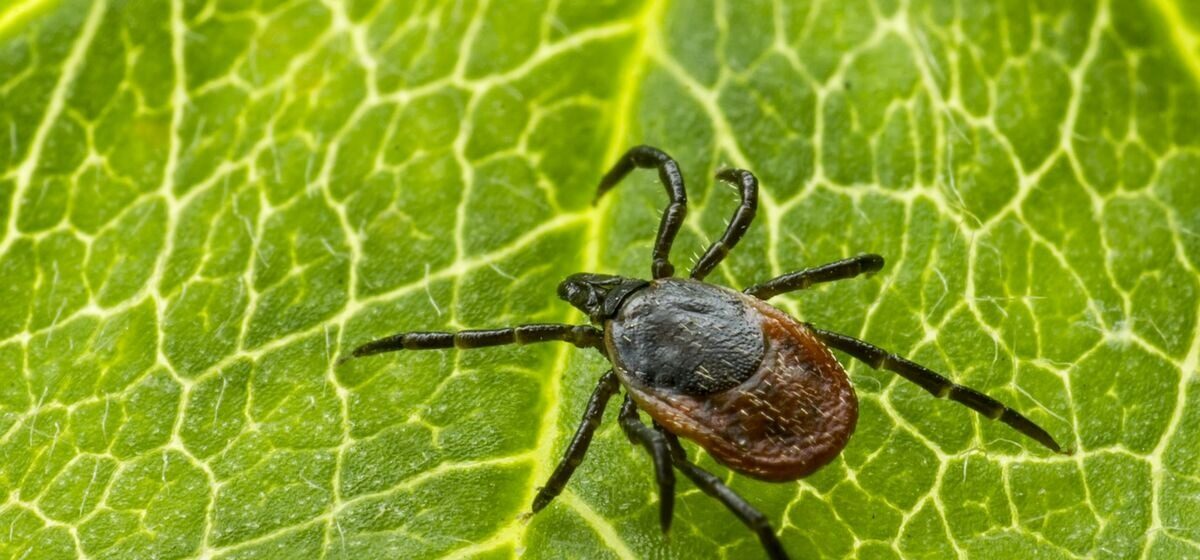 viande - Un homme meurt d'une allergie à la viande rouge déclenchée par des piqûres de tiques dans le New Jersey : une première inquiétante