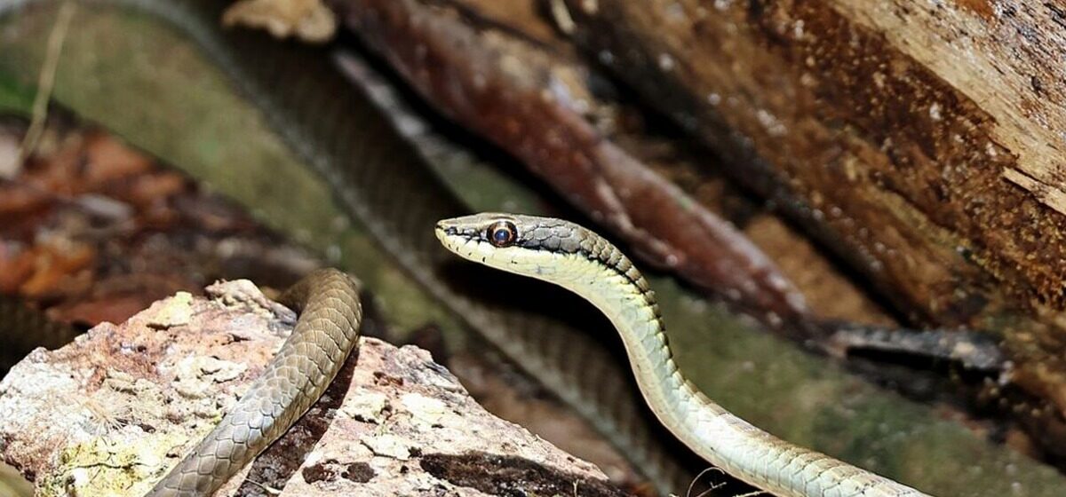 Serpent - Une Américaine Découvre Un Serpent Dans Sa Cuisine En Pleine Nuit : L’ancien Locataire L’avait Égaré Trois Mois Plus Tôt