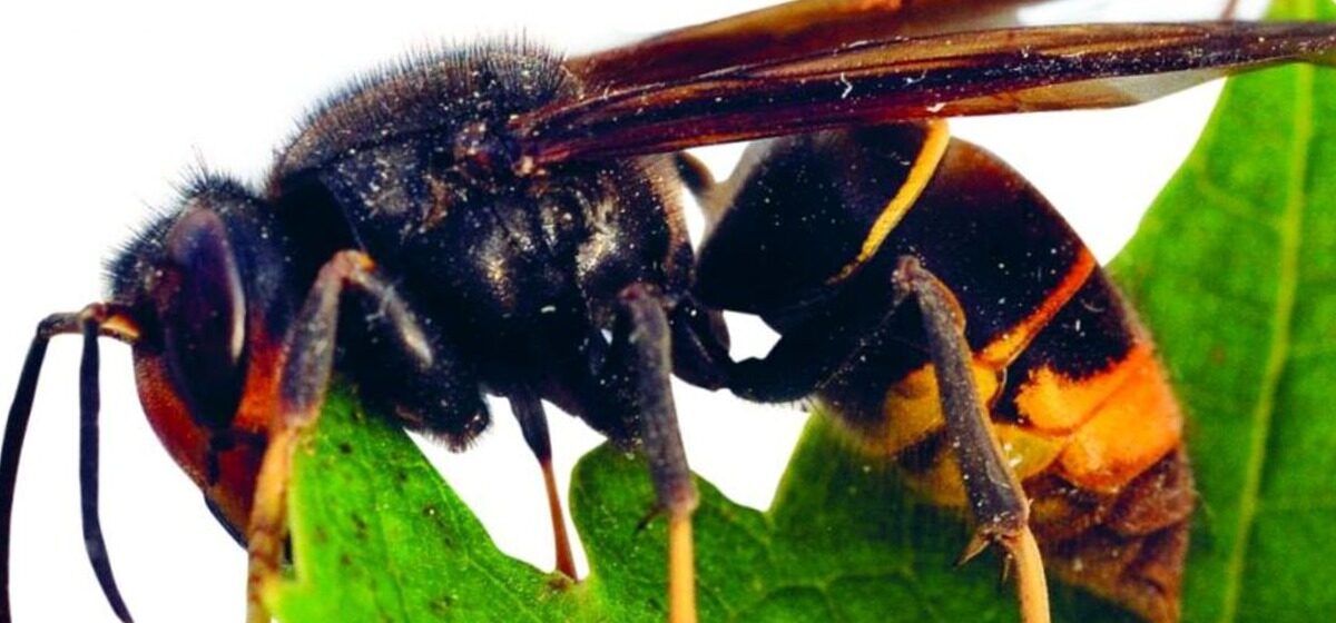 frelons - « Couverts de taches rouges » : Un père et son fils tués par un essaim de frelons lors d'une descente en tyrolienne au Laos