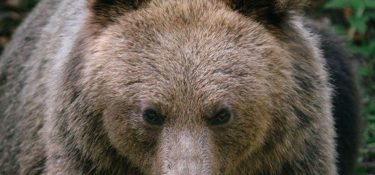 ours - « Nous Sommes Anéantis » : Un ours attaque un groupe d’écoliers au Canada, onze blessés dont deux dans un état critique