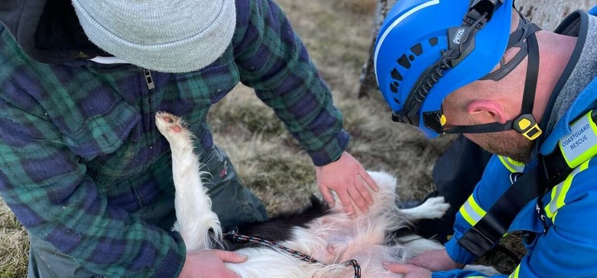 chien - Un chien de 2 ans survit miraculeusement à une chute de 30 mètres en Écosse : comment a-t-il réussi ?