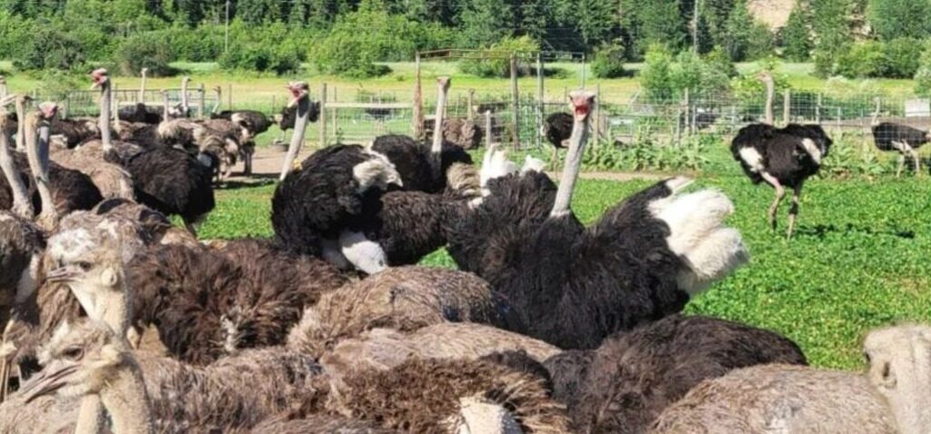 abattage - Le recours pour stopper l'abattage des autruches rejeté par la Cour suprême du Canada