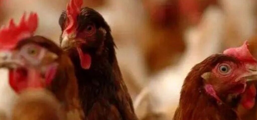 virus - Le virus de la grippe aviaire se propage au Royaume-Uni : pourrait-il être le pire encore ? Avertissement des experts aux agriculteurs.