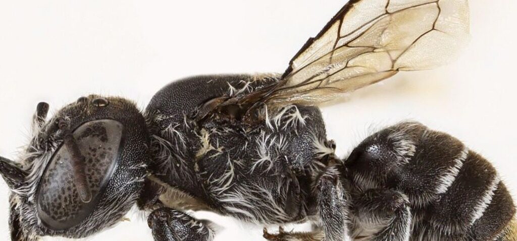 abeille - Nouvelle abeille 'lucifer' aux cornes diaboliques découverte en Australie